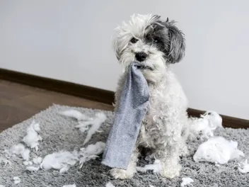 Why Does My Dog Steal My Socks? 6 Vet-Reviewed Reasons & Solutions