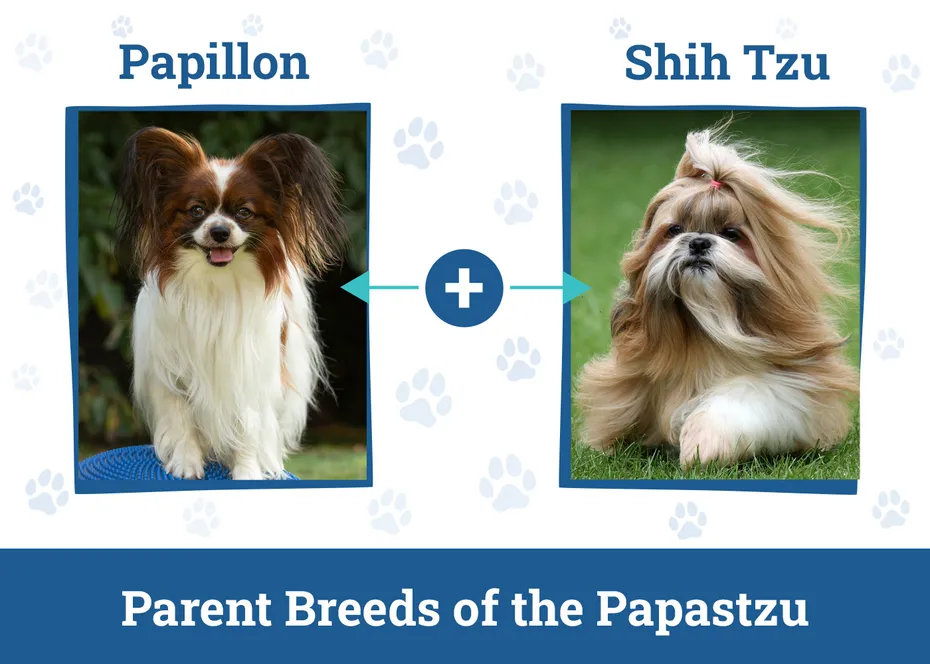 Parent Breeds of the Papastzu