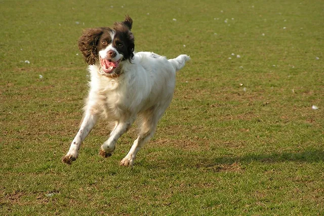 5 Great Off-Leash Dog Parks in El Paso, TX in 2026 (With Pictures)