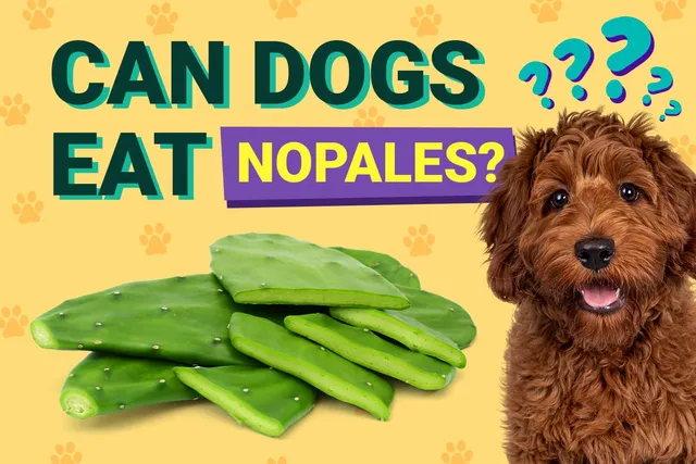 Can Dogs Eat Nopales? Vet-Verified Facts & FAQ