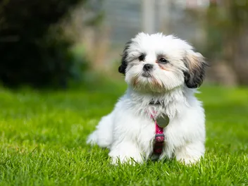 Shih Tzu Price: How Much Do They Cost? 2026 Update