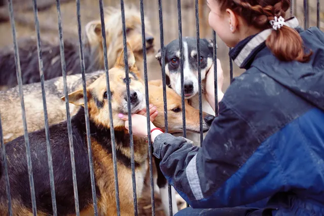 9 Top Dog Rescue Organizations to Check Out Today
