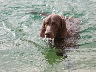 How Well Do Weimaraners Swim? Vet-Verified Facts & Safety Tips