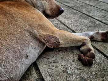 What Is Scabies in Dogs? Signs, Causes & Treatment (Vet Answer)