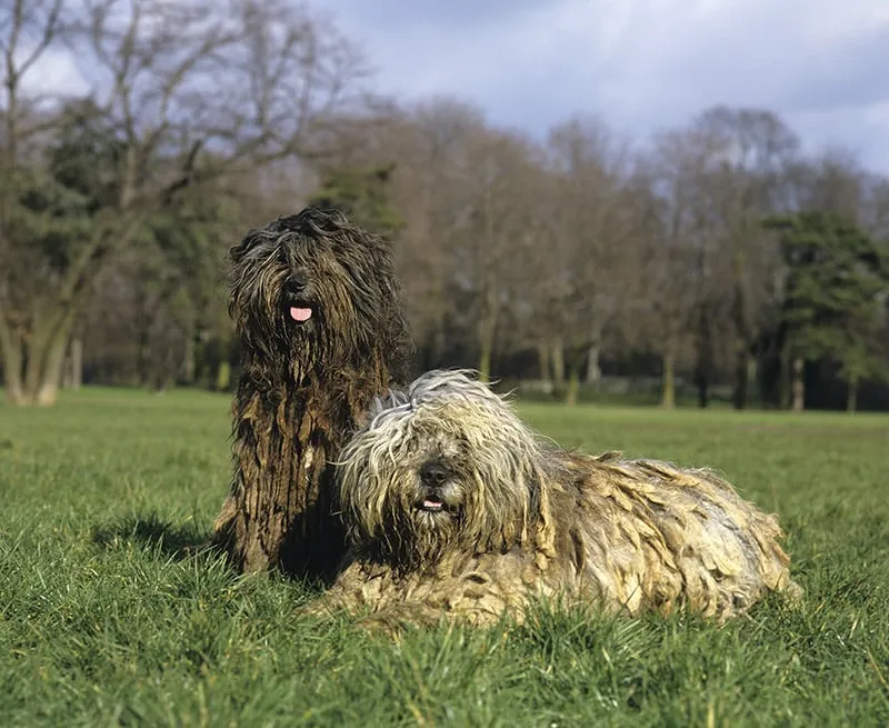 Bergamasco Sheepdog or Bergamese Shepherd dog