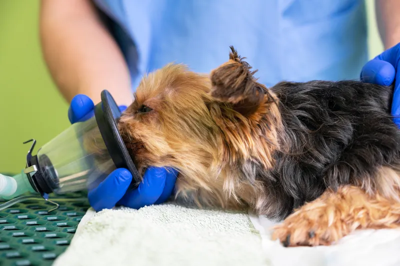 preoxygenation technique in dog with oxygen mask