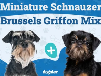 Sniffon (Miniature Schnauzer & Brussels Griffon Mix): Info, Pictures, Care & More