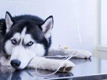 IV Fluids for Dogs: Our Vet Explains Types & Reasons Why They May Be Needed