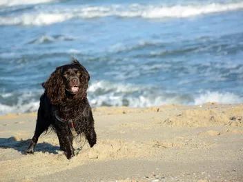 Top 11 Dog-Friendly Beaches in Delaware in 2026: On & Off-Leash Locations
