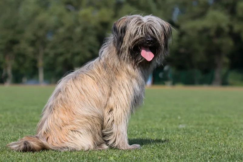 Pyrenean Shepherd or Pyrenean sheepdog fawn tan copper colored coat sitting outdoors