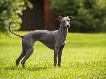 What Were Greyhounds Bred for? Origin & History
