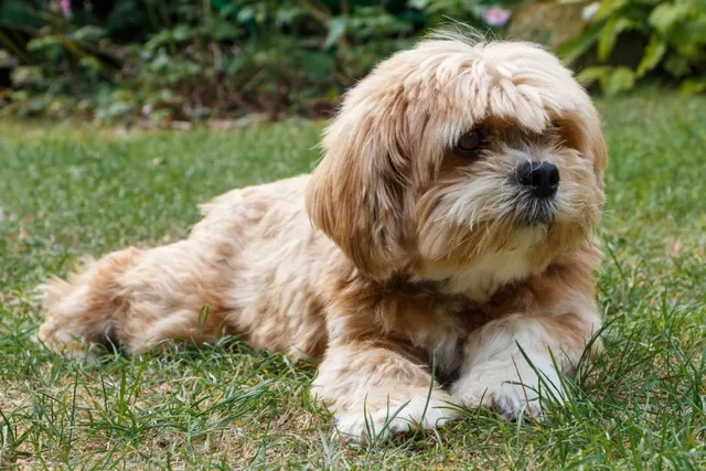 Be-Apso (Beagle & Lhasa Apso Mix) Dog Breed: Info, Pictures, Temperament & Care