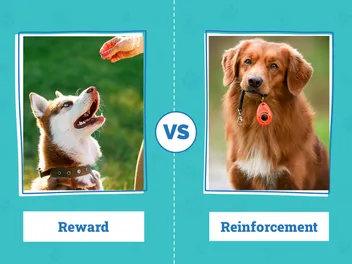 Reward vs Reinforcement in Dog Training: Vet-Verified Pros, Cons & Considerations