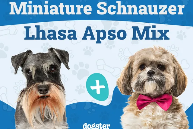 Schapso (Lhasa Apso & Miniature Schnauzer Mix): Info, Pictures, Care & More