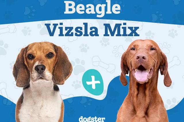 Beagle Vizsla Mix: Info, Pictures, Temperament & Care