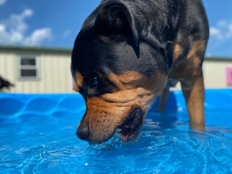 rottweiler drink water