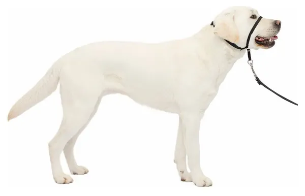 PetSafe Gentle Leader Headcollar