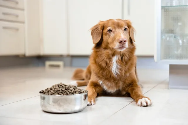 Can Dog Food Make Your Dog Smell? Vet-Verified Nutrition Facts