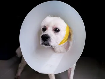 Can I Spay or Neuter My Dog at 2 Years Old? Vet-Approved Facts & FAQ