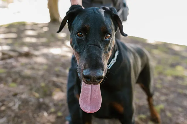 Do Dobermans Make Good Guard Dogs? Training, Pros & Cons