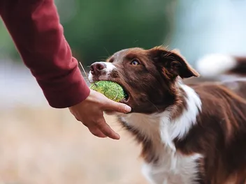 How Smart Are Border Collies? Vet-Verified Facts & FAQ