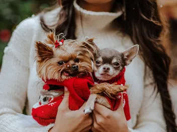 Getting a Puppy for Christmas: 14 Important Things to Consider (Vet Verified)