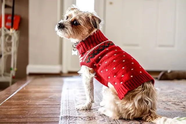9 Awesome DIY Christmas Gifts for Dogs & Dog Lovers (With Pictures)
