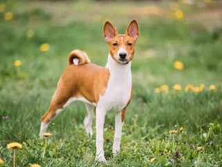 10 Oldest Dog Breeds (With Info & Pictures)