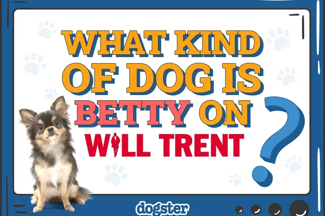 What Kind of Dog Is Betty on Will Trent? Interesting Facts & FAQ