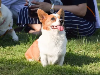 Chigi (Chihuahua & Corgi Mix): Info, Pictures, Care Guide & More