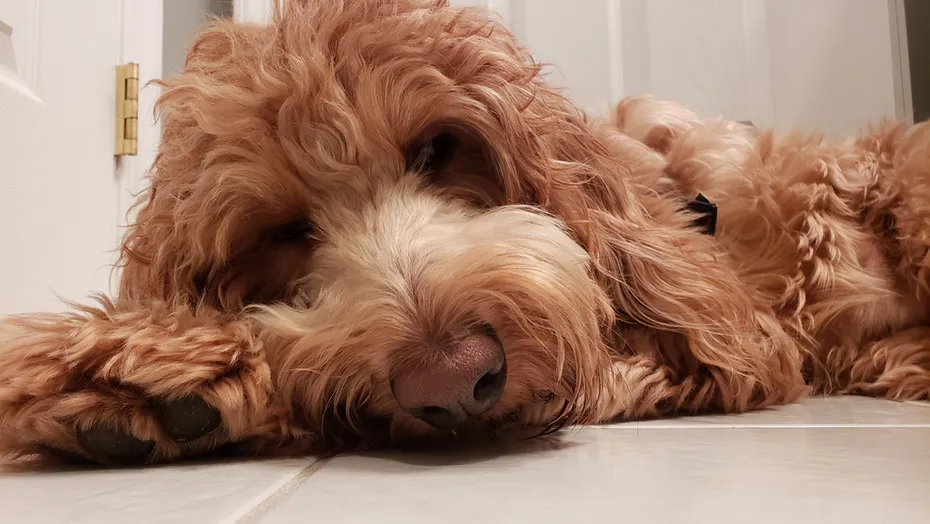 goldendoodle sleeping on the floor