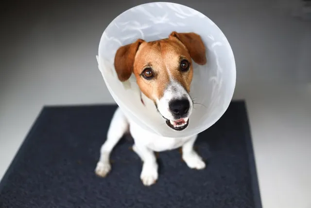 Do Neutered Dogs Have Testicles? Vet-Verified Facts & FAQ