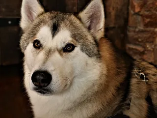 Tamaskan Dog Breed Guide: Info, Pictures, Care & More
