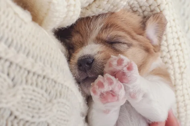 How to Get a Puppy to Sleep Through the Night: 6 Vet-Reviewed Tips