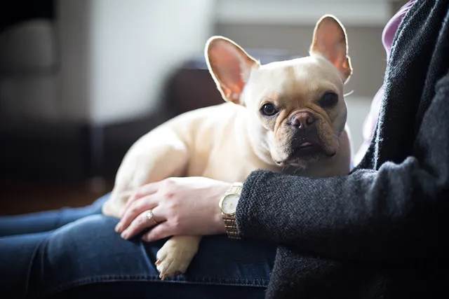 Cream French Bulldog: Info, Pictures, History & Origin
