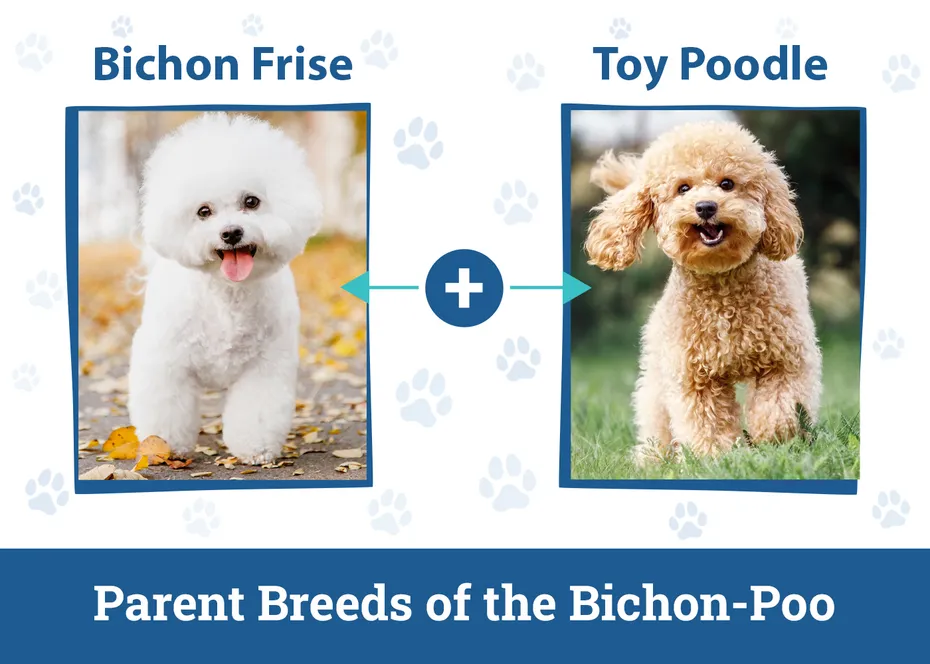 Parent Breeds of the Bichon-Poo