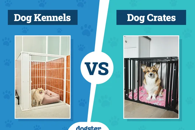 Dog Kennels vs. Crates: Vet-Verified Differences (With Info & Pictures)