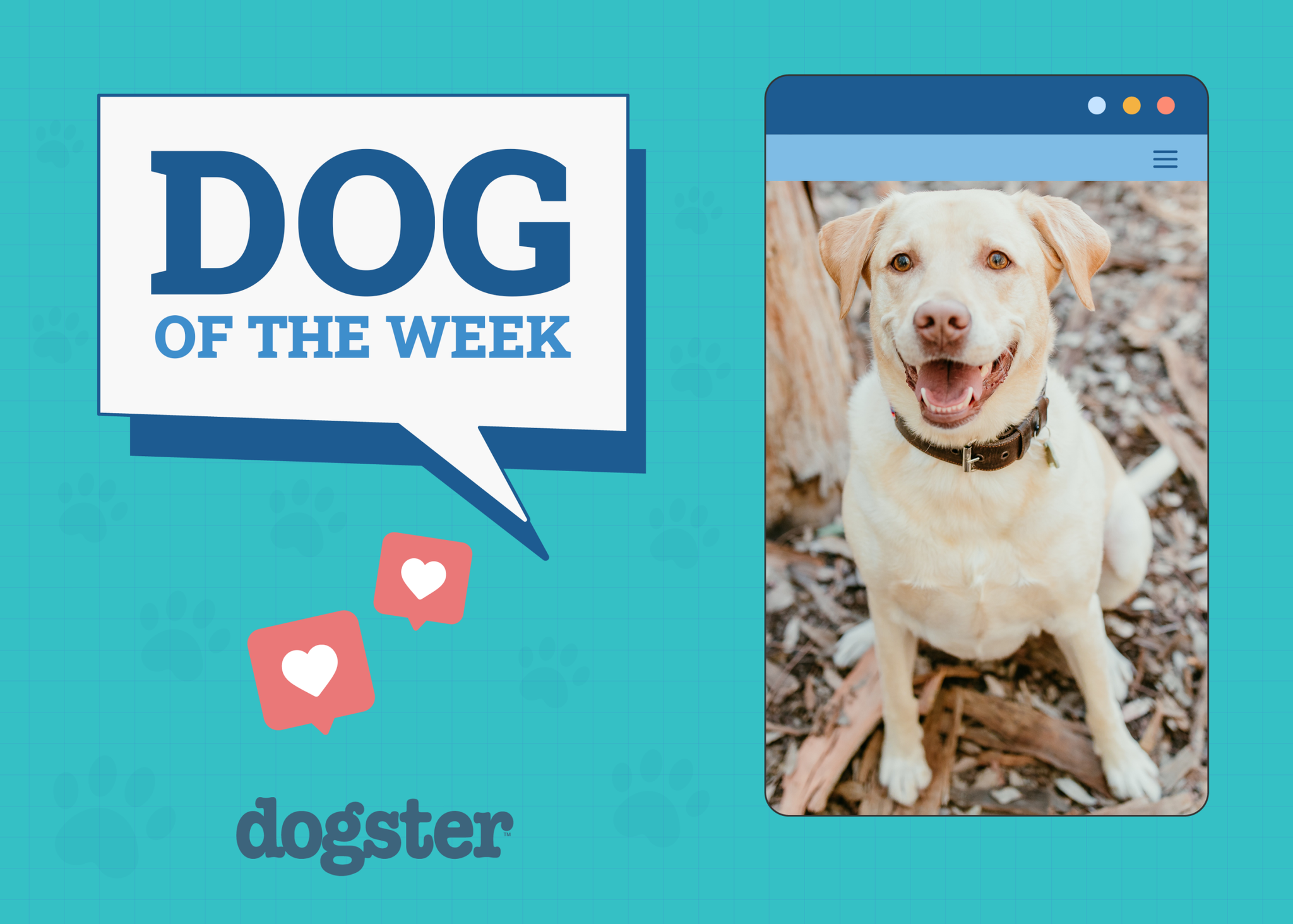 Dogster Photo Contest: Dogs of the Week Winners (August 7, 2025)