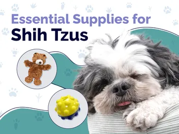 12 Essential Shih Tzu Supplies To Get You Started: 2026 Vet-Reviewed Guide