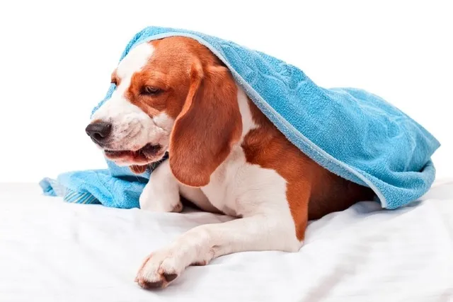 What to Give a Dog for an Upset Stomach: 10 Vet-Approved Options