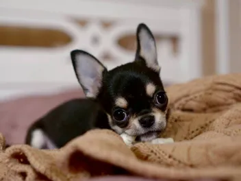 Why Do Dogs Nibble on Blankets? 6 Vet-Reviewed Reasons for this Behavior