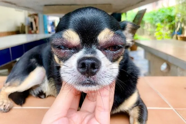 Dog Eye Allergies: Vet-Reviewed Signs, Causes, & Treatments