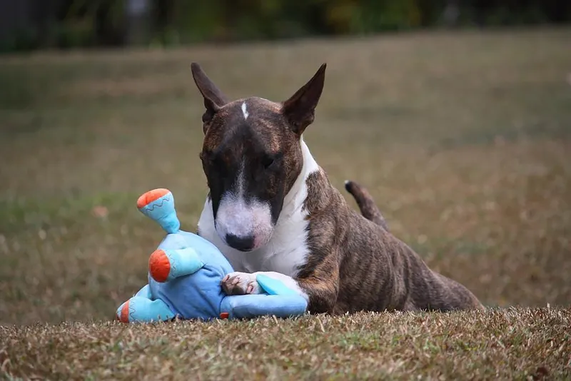 bull terrier dog playing with its toy