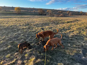 Life Lessons My Dogs Taught Me Without Even Trying
