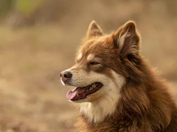 Lapponian Herder Dog Breed: Info, Pictures, Care & More