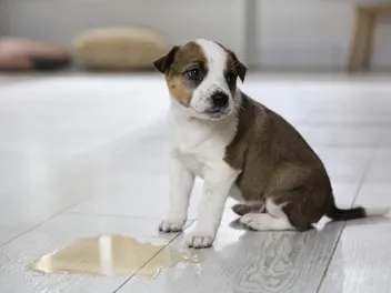 Dog Pee: Decoding Colors & Odors (With Vet-Approved Chart)