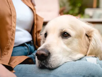 Are Golden Retrievers Hypoallergenic? Important Info