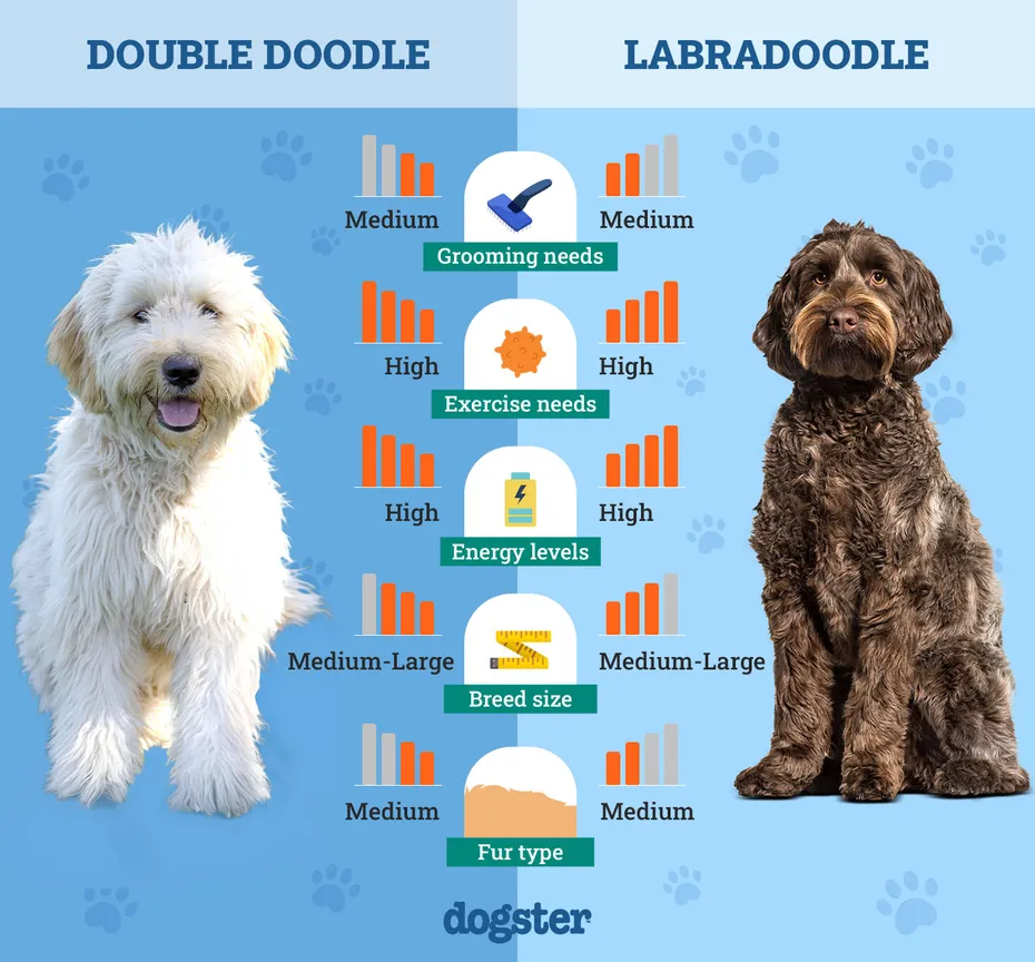 Dogster_Side by Side Comparison_Double Doodle vs Labradoodle