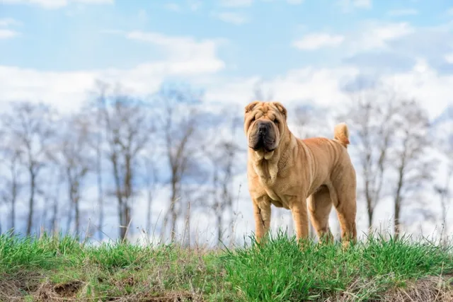 4 Great Off-Leash Dog Parks in Spokane, WA You Can Visit Today