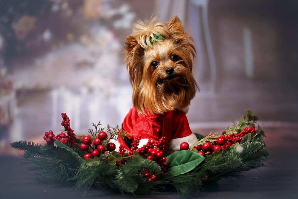 dog wearing christmas theme costume